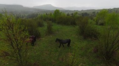 A herd of wild horses running through a forest during heavy rainfall. Aerial fpv drone following track view slow motion shot. Beautiful nature in spring or summer rain. 