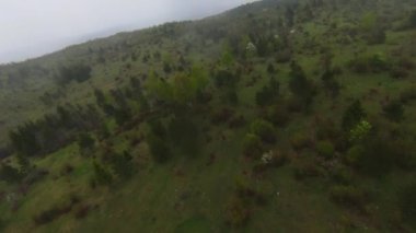 A herd of wild horses running through a forest during heavy rainfall. Aerial fpv drone following track view slow motion shot. Beautiful nature in spring or summer rain. 