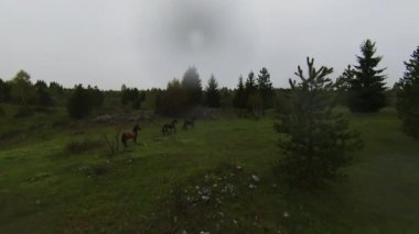 A herd of wild horses running through a forest during heavy rainfall. Aerial fpv drone following track view slow motion shot. Beautiful nature in spring or summer rain. 