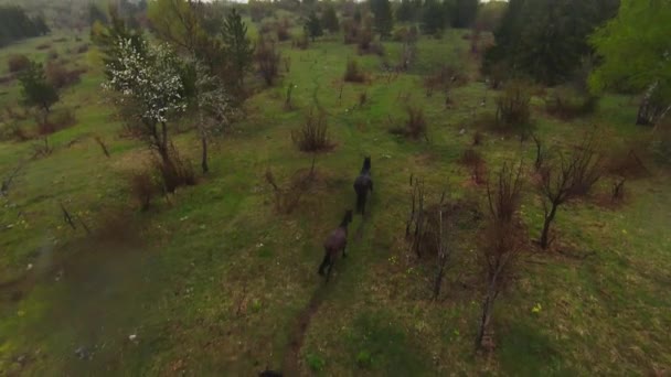 A herd of wild horses running through a forest during heavy rainfall. Aerial fpv drone following track view slow motion shot. Beautiful nature in spring or summer rain. — Wideo stockowe