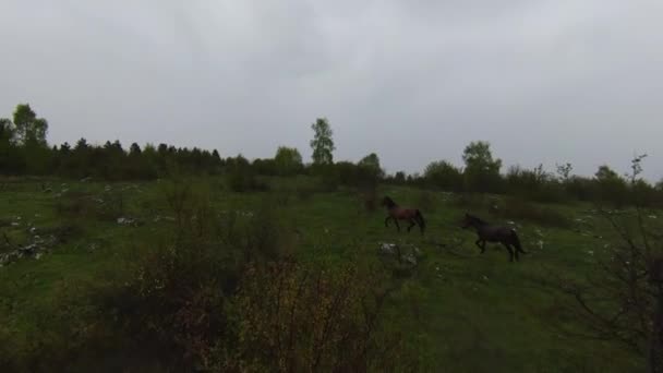 A herd of wild horses running through a forest during heavy rainfall. Aerial fpv drone following track view slow motion shot. Beautiful nature in spring or summer rain. — Stock Video