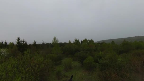 A herd of wild horses running through a forest during heavy rainfall. Aerial fpv drone following track view slow motion shot. Beautiful nature in spring or summer rain. — Stockvideo