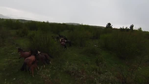 A herd of wild horses running through a forest during heavy rainfall. Aerial fpv drone following track view slow motion shot. Beautiful nature in spring or summer rain. — Stockvideo