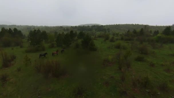 A herd of wild horses running through a forest during heavy rainfall. Aerial fpv drone following track view slow motion shot. Beautiful nature in spring or summer rain. — Vídeo de Stock