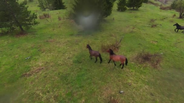 A herd of wild horses running through a forest during heavy rainfall. Aerial fpv drone following track view slow motion shot. Beautiful nature in spring or summer rain. — Stock Video