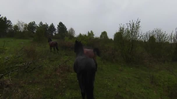 A herd of wild horses running through a forest during heavy rainfall. Aerial fpv drone following track view slow motion shot. Beautiful nature in spring or summer rain. — Stockvideo