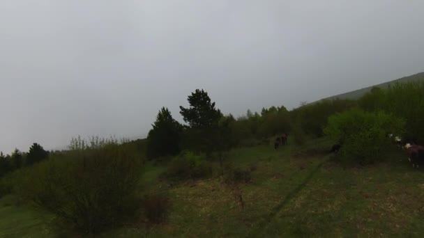 En flock vilda hästar som springer genom en skog under kraftiga regn. Flygfoto fpv drönare efter spår visa slow motion skott. Vacker natur på våren eller sommaren regn. — Stockvideo