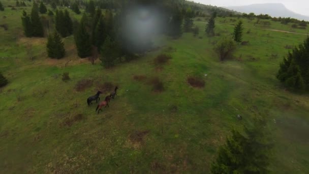 A herd of wild horses running through a forest during heavy rainfall. Aerial fpv drone following track view slow motion shot. Beautiful nature in spring or summer rain. — Stock Video