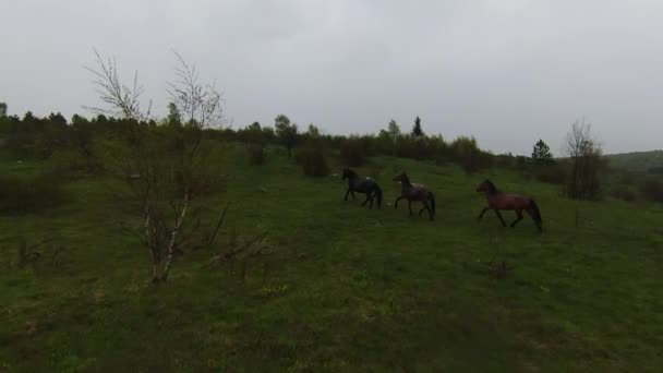 A herd of wild horses running through a forest during heavy rainfall. Aerial fpv drone following track view slow motion shot. Beautiful nature in spring or summer rain. — Wideo stockowe