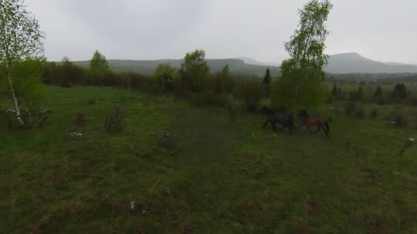 A herd of wild horses running through a forest during heavy rainfall. Aerial fpv drone following track view slow motion shot. Beautiful nature in spring or summer rain. — Video Stock