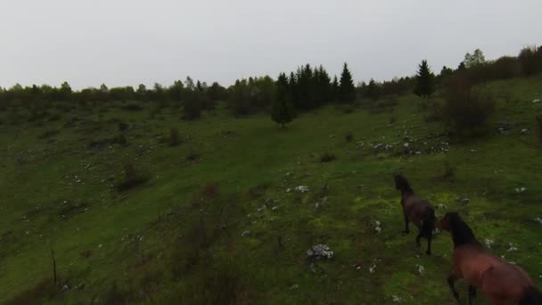 Ένα κοπάδι άγριων αλόγων τρέχει μέσα από ένα δάσος κατά τη διάρκεια έντονων βροχοπτώσεων. Εναέρια fpv drone μετά από προβολή τροχιάς αργή κίνηση shot. Όμορφη φύση την άνοιξη ή το καλοκαίρι βροχή. — Αρχείο Βίντεο