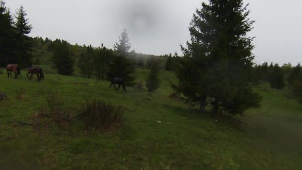 Uma manada de cavalos selvagens correndo por uma floresta durante fortes chuvas. Drone fpv aéreo após visão de pista tiro em câmera lenta. Bela natureza na primavera ou verão chuva. — Vídeo de Stock