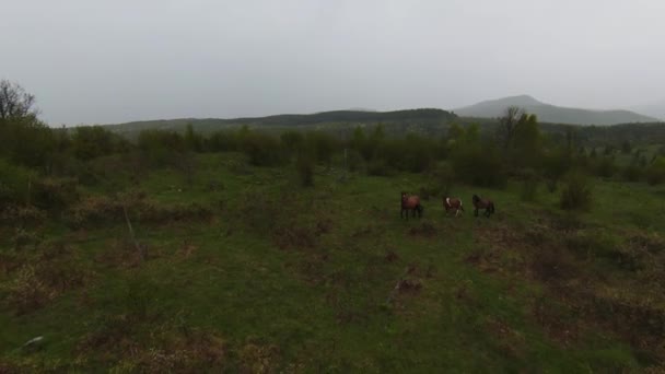 A herd of wild horses running through a forest during heavy rainfall. Aerial fpv drone following track view slow motion shot. Beautiful nature in spring or summer rain. — Stock Video