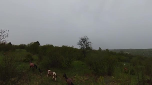 A herd of wild horses running through a forest during heavy rainfall. Aerial fpv drone following track view slow motion shot. Beautiful nature in spring or summer rain. — Stock Video