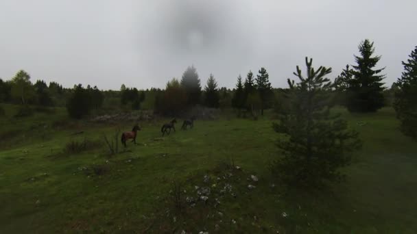 A herd of wild horses running through a forest during heavy rainfall. Aerial fpv drone following track view slow motion shot. Beautiful nature in spring or summer rain. — Stock Video