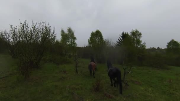 En flock vilda hästar som springer genom en skog under kraftiga regn. Flygfoto fpv drönare efter spår visa slow motion skott. Vacker natur på våren eller sommaren regn. — Stockvideo