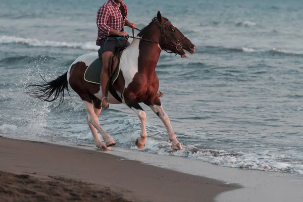 Ένας σύγχρονος άνδρας με καλοκαιρινά ρούχα απολαμβάνει να ιππεύει ένα άλογο σε μια όμορφη αμμώδη παραλία το ηλιοβασίλεμα. Επιλεκτική εστίαση — Φωτογραφία Αρχείου