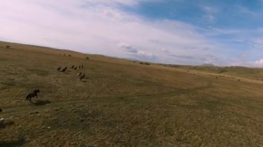 Vahşi at sürüsü bozkırda dört nala koşuyor. FPV İHA 'sı büyük bir hayvan grubunun üzerinde uçuyor. Günbatımı doğal manzara. Yavaş çekim hızlı uçuş.