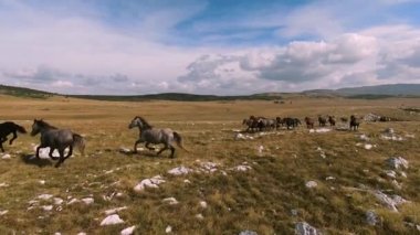 Vahşi at sürüsü bozkırda dört nala koşuyor. FPV İHA 'sı büyük bir hayvan grubunun üzerinde uçuyor. Günbatımı doğal manzara. Yavaş çekim hızlı uçuş.