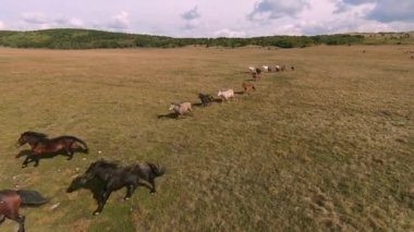 Vahşi at sürüsü bozkırda dört nala koşuyor. FPV İHA 'sı büyük bir hayvan grubunun üzerinde uçuyor. Günbatımı doğal manzara. Yavaş çekim hızlı uçuş.
