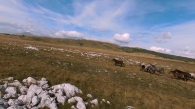 Vahşi at sürüsü bozkırda dört nala koşuyor. FPV İHA 'sı büyük bir hayvan grubunun üzerinde uçuyor. Günbatımı doğal manzara. Yavaş çekim hızlı uçuş.