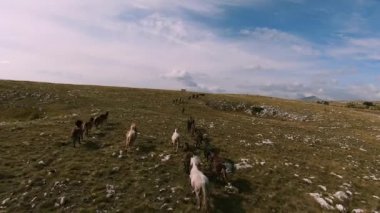 Vahşi at sürüsü bozkırda dört nala koşuyor. FPV İHA 'sı büyük bir hayvan grubunun üzerinde uçuyor. Günbatımı doğal manzara. Yavaş çekim hızlı uçuş.
