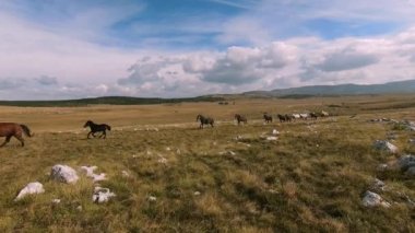 Vahşi at sürüsü bozkırda dört nala koşuyor. FPV İHA 'sı büyük bir hayvan grubunun üzerinde uçuyor. Günbatımı doğal manzara. Yavaş çekim hızlı uçuş.