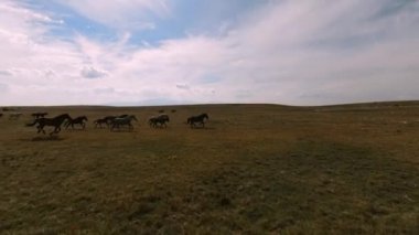Vahşi at sürüsü bozkırda dört nala koşuyor. FPV İHA 'sı büyük bir hayvan grubunun üzerinde uçuyor. Günbatımı doğal manzara. Yavaş çekim hızlı uçuş.