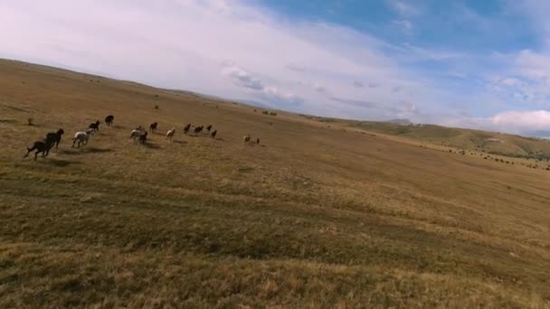 Una mandria di cavalli selvaggi galoppa veloce attraverso la steppa. Drone FPV aereo Volare su un grande gruppo di animali. Tramonto paesaggio naturale. Rallentatore volo basso veloce. — Video Stock