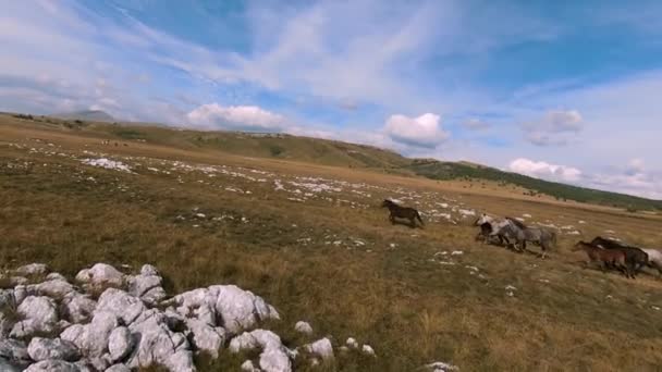 Troupeau de chevaux sauvages galopant rapidement à travers la steppe. Drone FPV aérien survolant un grand groupe d'animaux. Coucher de soleil paysage naturel. Mouvement lent rapide vol bas. — Video