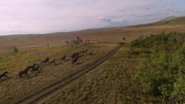 En flock vilda hästar galopperar snabbt över stäppen. Flyg FPV drönare Flygande över en stor grupp djur. Naturlandskap vid solnedgången. Långsam rörelse snabb låg flygning. — Stockvideo
