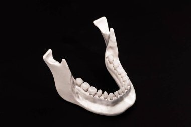 Diş anatomisi modeli siyah arka planda izole edilmiş insan çenesi. Sağlıklı dişler, diş bakımı ve ortodontik sağlık konsepti. Fotokopi alanı olan kaliteli fotoğraf.