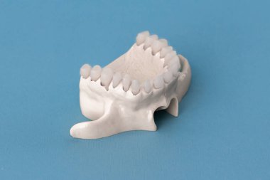 Üst insan çenesi ve mavi arka planda izole edilmiş diş anatomisi modeli. Sağlıklı dişler, diş bakımı ve ortodontik tıbbi konsept. Merhaba kaliteli fotoğraf.