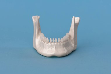 Mavi arka planda izole edilmiş diş anatomisi modeli olan alt insan çenesi. Sağlıklı dişler, diş bakımı ve ortodontik tıbbi konsept. Fotokopi alanı olan kaliteli fotoğraf.