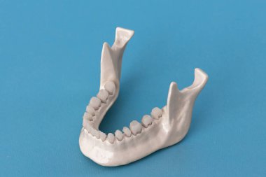 Mavi arka planda izole edilmiş diş anatomisi modeli olan alt insan çenesi. Sağlıklı dişler, diş bakımı ve ortodontik tıbbi konsept. Fotokopi alanı olan kaliteli fotoğraf.