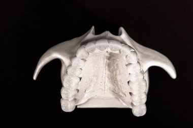 Diş anatomisi modeli siyah arka planda izole edilmiş insan çenesi. Sağlıklı dişler, diş bakımı ve ortodontik tıbbi konsept. Merhaba kaliteli fotoğraf.