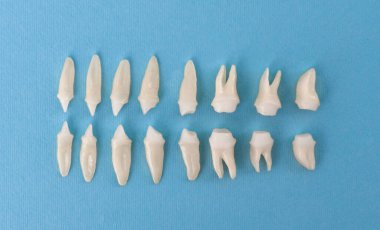 Mavi arka planda protez dişler Ağız hijyeni diş sağlığı konsepti Ağız bakımı diş yenileme üst görünümü. Merhaba kaliteli fotokopi alanı fotoğrafı.