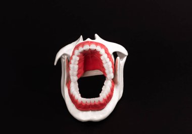 Dişleri ve diş etleri olan insan çenesi. Siyah arka planda izole edilmiş anatomi modeli. Çeneyi açın. Sağlıklı dişler, diş bakımı ve ortodontik sağlık konsepti. Yüksek kalite kopya alanı fotoğrafı. 