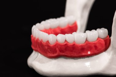 Mavi arka planda izole edilmiş diş eti ve diş eti anatomisi modeli olan alt insan çenesi. Sağlıklı dişler, diş bakımı ve ortodontik sağlık konsepti. Merhaba kaliteli fotokopi alanı fotoğrafı.