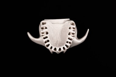 Diş modelsiz üst insan çenesi siyah arka planda izole edilmiş tıbbi implant. Sağlıklı dişler, diş bakımı ve ortodontik konsept. Merhaba kaliteli kopyalama alanı.
