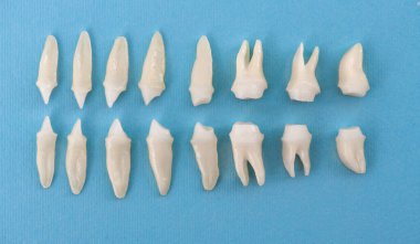 Mavi arka planda protez dişler Ağız hijyeni diş sağlığı konsepti Ağız bakımı diş yenileme üst görünümü. Merhaba kaliteli fotokopi alanı fotoğrafı.