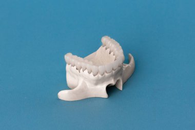 Üst insan çenesi ve mavi arka planda izole edilmiş diş anatomisi modeli. Sağlıklı dişler, diş bakımı ve ortodontik tıbbi konsept. Merhaba kaliteli fotoğraf.