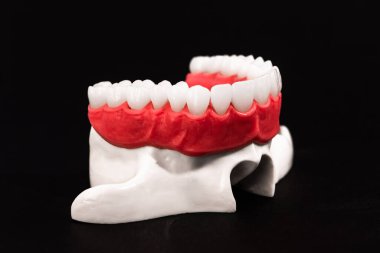 Diş anatomisi modeli siyah arka planda izole edilmiş insan çenesi. Sağlıklı dişler, diş bakımı ve ortodontik tıbbi konsept. Merhaba kaliteli fotoğraf.