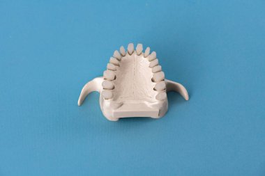 Üst insan çenesi ve mavi arka planda izole edilmiş diş anatomisi modeli. Sağlıklı dişler, diş bakımı ve ortodontik tıbbi konsept. Merhaba kaliteli fotoğraf.