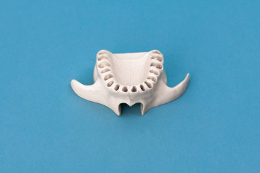 Diş modelsiz üst insan çenesi mavi arka planda izole edilmiş tıbbi implant. Sağlıklı dişler, diş bakımı ve ortodontik konsept. Merhaba kaliteli kopyalama alanı.