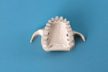 Üst insan çenesi ve mavi arka planda izole edilmiş diş anatomisi modeli. Sağlıklı dişler, diş bakımı ve ortodontik tıbbi konsept. Merhaba kaliteli fotoğraf.