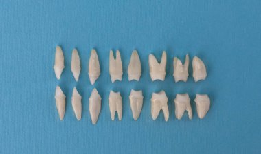 Mavi arka planda protez dişler Ağız hijyeni diş sağlığı konsepti Ağız bakımı diş yenileme üst görünümü. Merhaba kaliteli fotokopi alanı fotoğrafı.