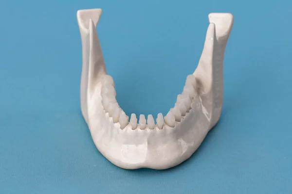 青い背景に分離された歯の解剖学的モデルを持つ下顎 健康な歯 歯のケアと歯列矯正医療の概念 コピースペース付き高品質の写真 — ストック写真