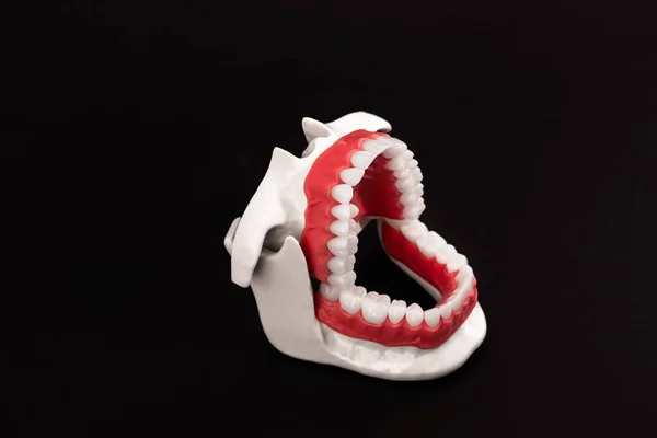 Human jaw with teeth and gums anatomy model isolated on black background. Opened jaw position. Healthy teeth, dental care, and orthodontic medical healthcare concept. Hi-quality copy space photo.