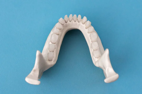 Нижняя Челюсть Человека Анатомической Моделью Зубов Изолирована Синем Фоне Здоровые — стоковое фото